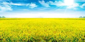 丰收节稻香大米成熟