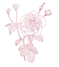 手绘玫瑰花