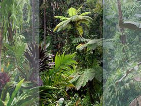 绿色植物背景墙