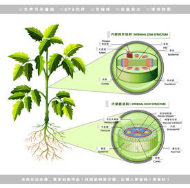 茎根图片大全 茎根设计素材 茎根模板下载 茎根图库 昵图网soso Nipic Com