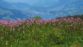 高清山顶上的花丛