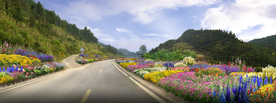 道路花境景观设计效果图