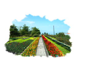 郁金香花海景观设计效果图