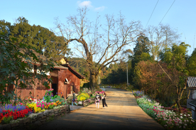 美丽乡村花境景观设计效果图