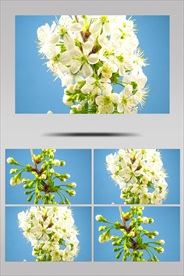 实拍春天新生春暖花开视频