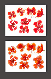 凤凰木 凤凰花 凤凰树