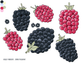黑莓手绘素材