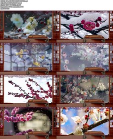 踏雪寻梅-古筝演奏背景