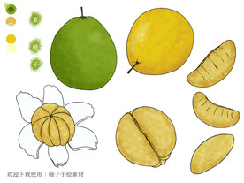 柚子手绘素材