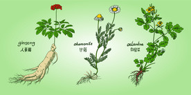 人参 甘菊 白屈菜手绘