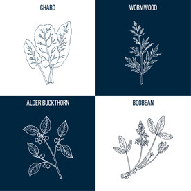 植物线描 中药手绘 草本插画