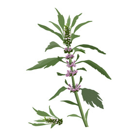 益母草手绘 中药材