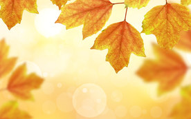 卡通枫叶装饰背景