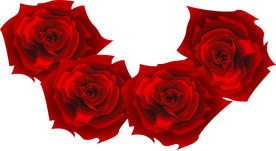 矢量红玫瑰