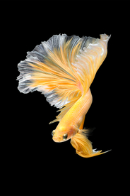 黄色鲤鱼装饰画