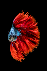 红色鲤鱼装饰画