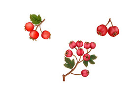 手绘山楂
