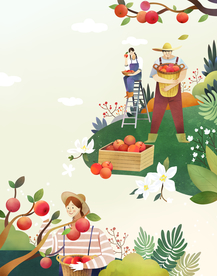 苹果插画 采摘手绘