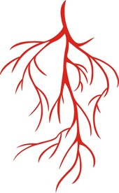 心脑血管 人体微血管 血管树