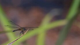 近距离拍摄起飞蜻蜓动作