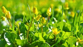 美丽花儿草绽放高清视频