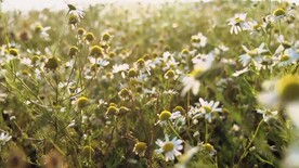 短视频素材近焦蒲公英花丛