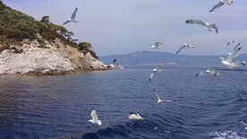 短视频素材海面上跟随游艇的海鸥