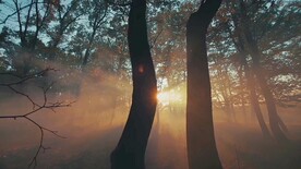 短视频素材阳光穿透树林美景