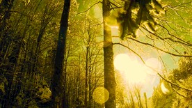 短视频素材雪花飘落在树林里