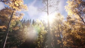 户外风景素材阳光照耀在白桦林