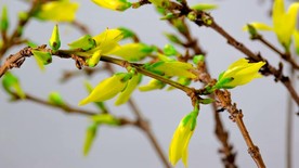 实拍树枝上黄色花朵盛开过程