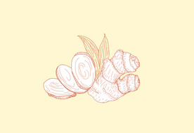 手绘生姜线描稿