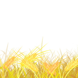 插画卡通金色麦子元素