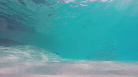 沙与鱼在海底 海鱼 