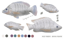 福寿鱼手绘素材