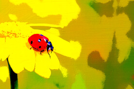 餐厅装饰画素材花朵上的瓢虫