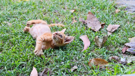 幼猫在花园里玩