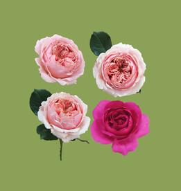 红色玫瑰花月季花粉色欧月