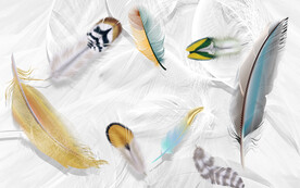 高清 羽毛装饰画 TIF分层 