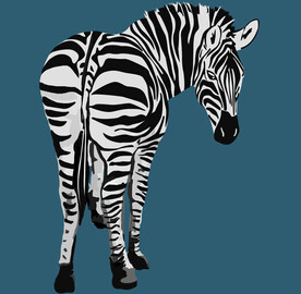 斑马高清图  