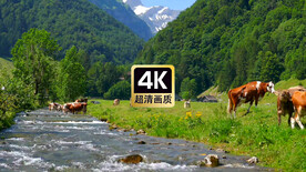 风景素材山间河边吃草的牛群