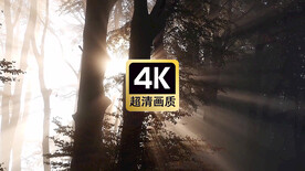 短视频素材夕阳穿过薄雾树林