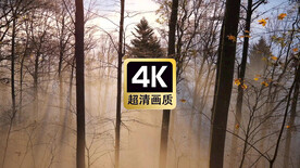 短视频素材阳光穿透薄雾森林