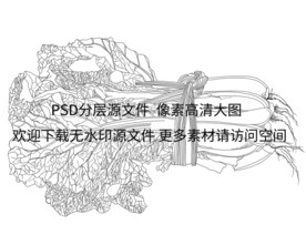 大白菜插画