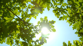 阳光透叶高清视频