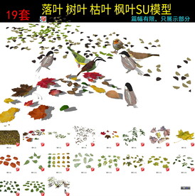 落叶树叶 叶枫叶杏叶绿叶子SU