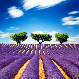 装饰画 晶瓷画 紫色薰衣草