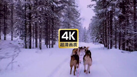 短视频素材雪橇犬拉雪橇