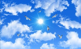 蓝天白云鸽子阳光