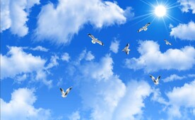 蓝天白云鸽子阳光